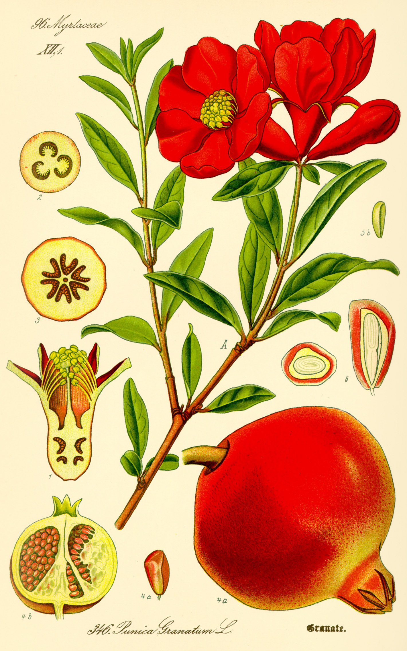 Illustration Punica granatum Granatapfel vintage
