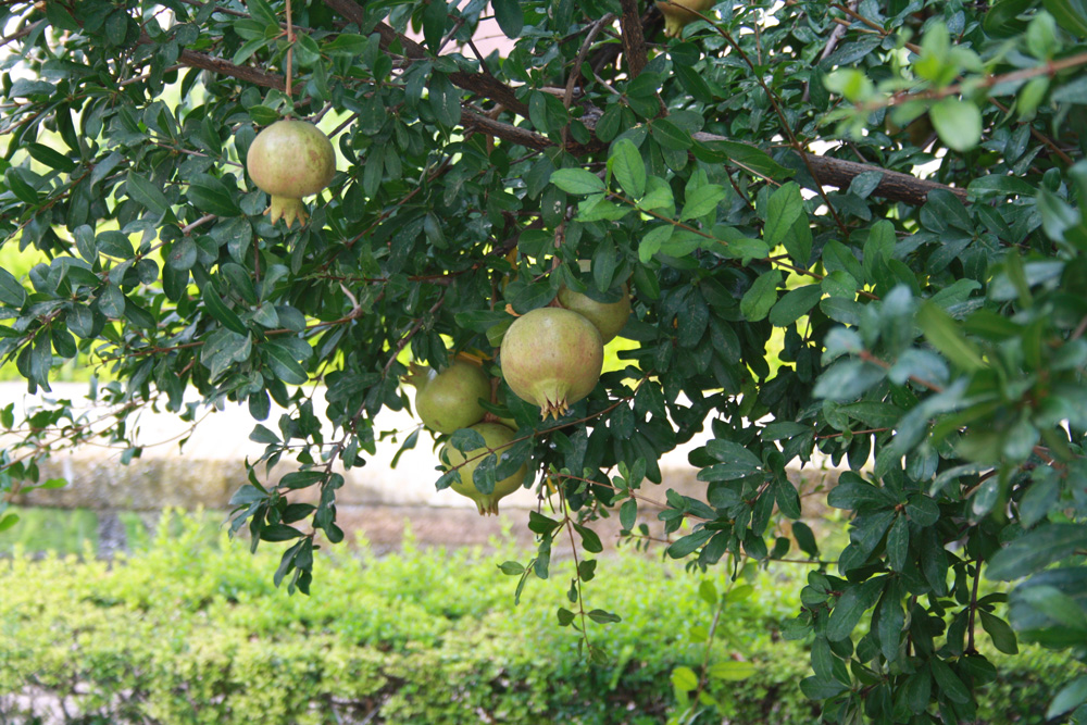 Alhambra Andalusien Granatapfel Baum