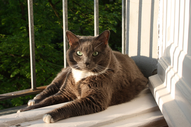 Katze vegan ernähren