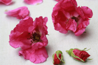 DIY Anleitung Blüten kandieren / Blumen verzuckern